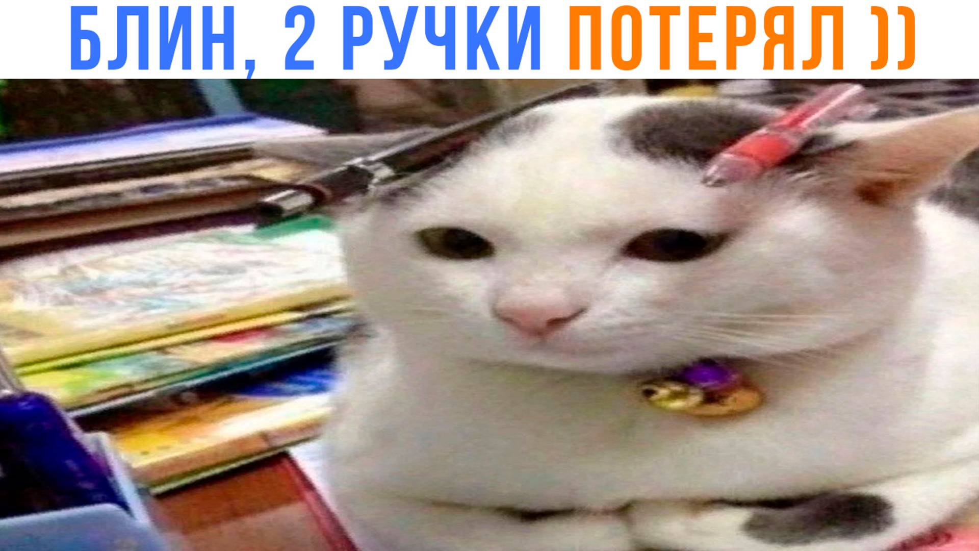 БЛИН, А ГДЕ РУЧКИ ((( | Приколы с котами | Мемозг 1484