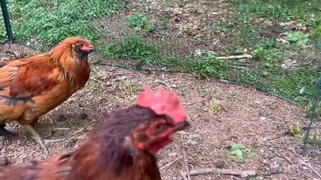 Aggressive rooster 🐓
