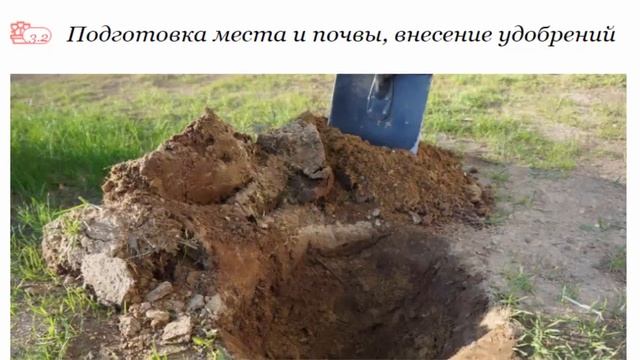 Пересадка роз осенью на другое место особенности процесса, полезные инструкции