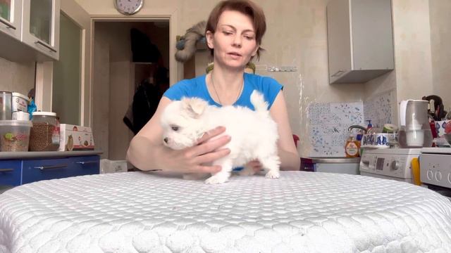 Девочка мальтезе Каприз Души Уелси Уайт Флаффи