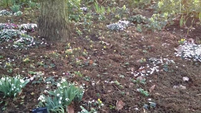Snowdrops and Cyclamens