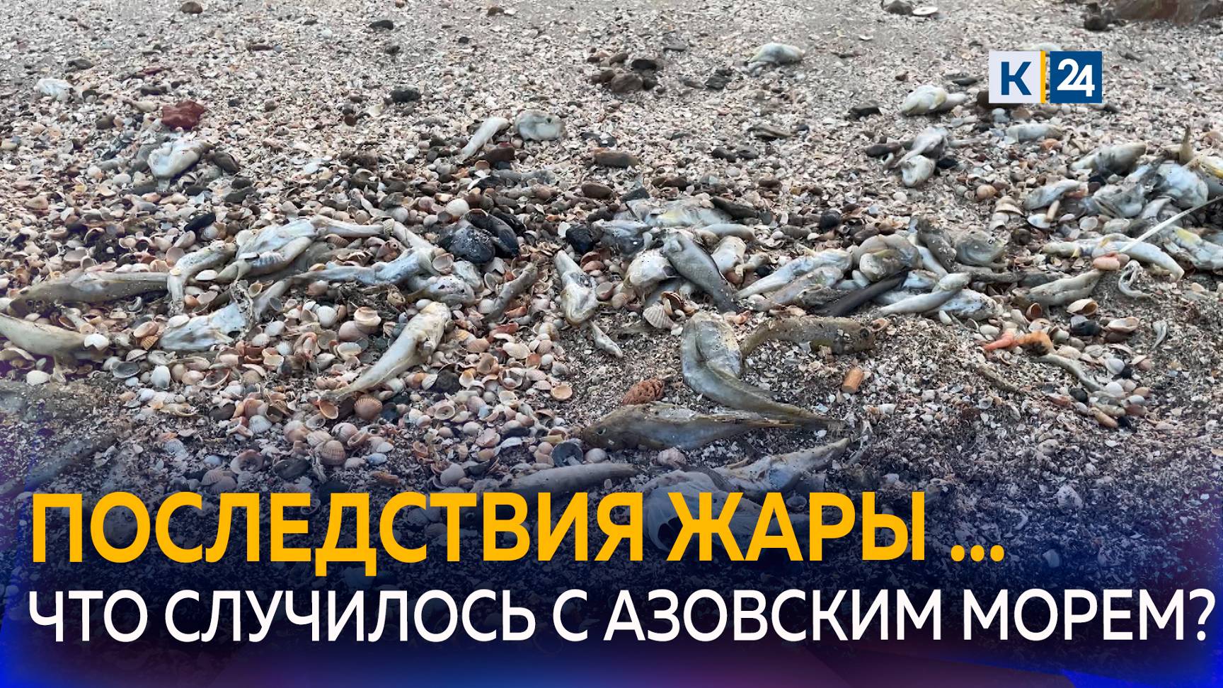 Что стало причиной замора бычка и странного поведения креветок в Азовском море?
