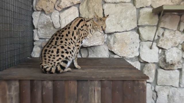 Сервал Яся гуляла! Франческа -что б не сглазили Serval was walking! Francesca -whatever the evil ey