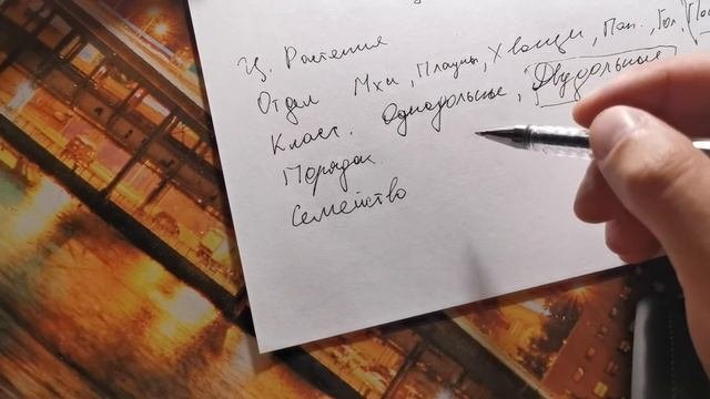Систематика