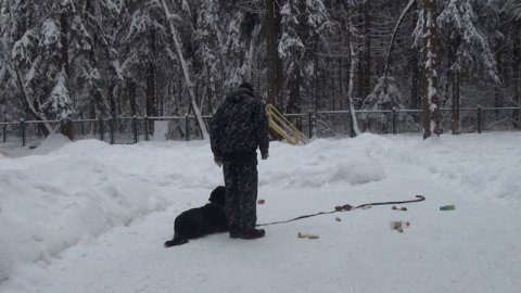 Отучение собаки от подбора с земли (еды и т.п.)