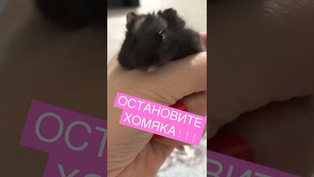 Остановите хомяка! Она не сидит на руках! Вечно убегает!!