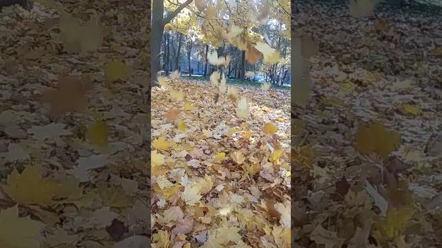 Осень 🍂🍁🥮