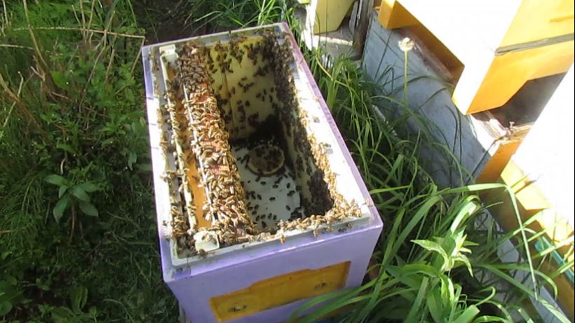как сформировать отводок пчел, для подсадки неплодной или плодной матки