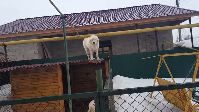 Собака залезла на крышу)