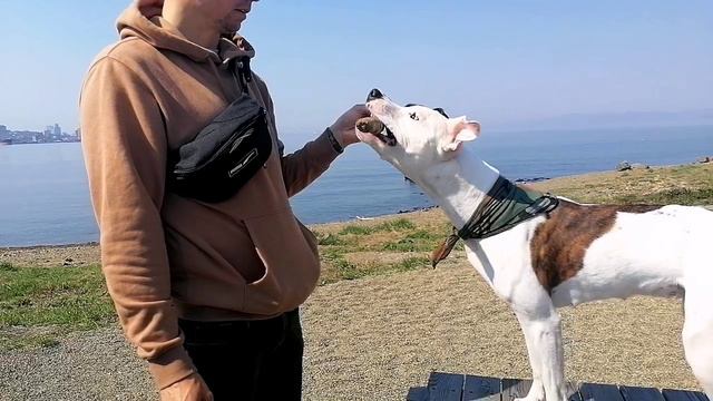 прогулка на на море #amstaff #pitbull #dog #sea