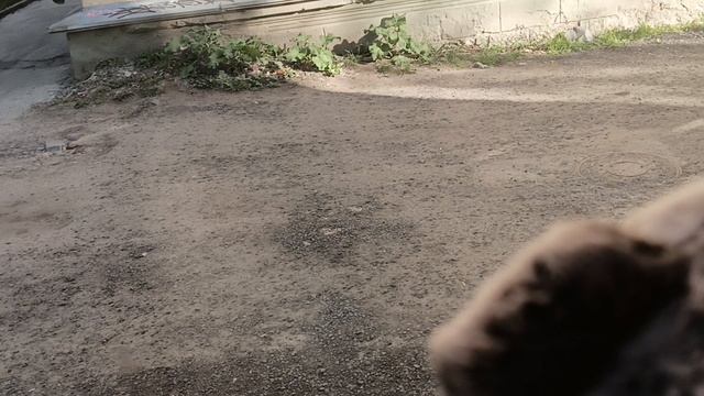 что любит Басик, а что нет