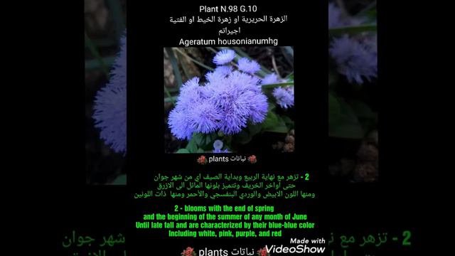 الزهرة الحريرية او زهرة الخيط او الفتية اجيراتم  Ageratum Housonianumhg