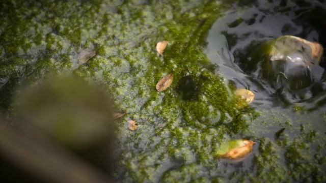 Korda Carp Fishing Masterclass 5: No privileges day ticket water | Darrell Peck | Free DVD 2018