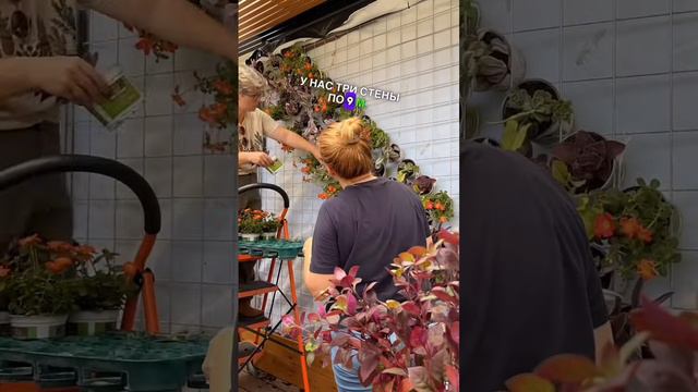 ФИТОСТЕНА НА БАЛКОНЕ