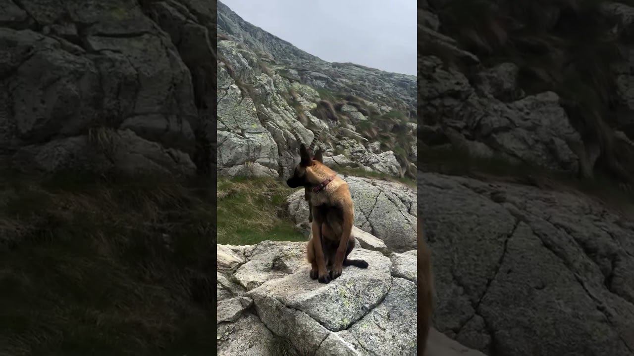#nature #природа #горы #travel #малинуа #malinois