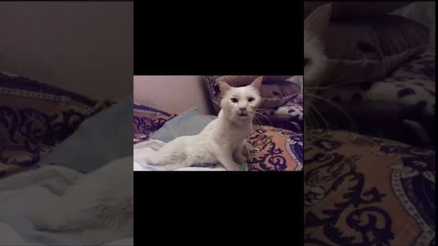 АНО приют для животных Дай Лапу г.Углич