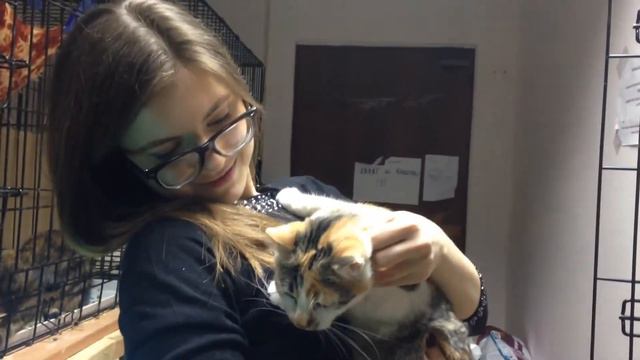 Кошка Рябина из приюта "Муркоша"