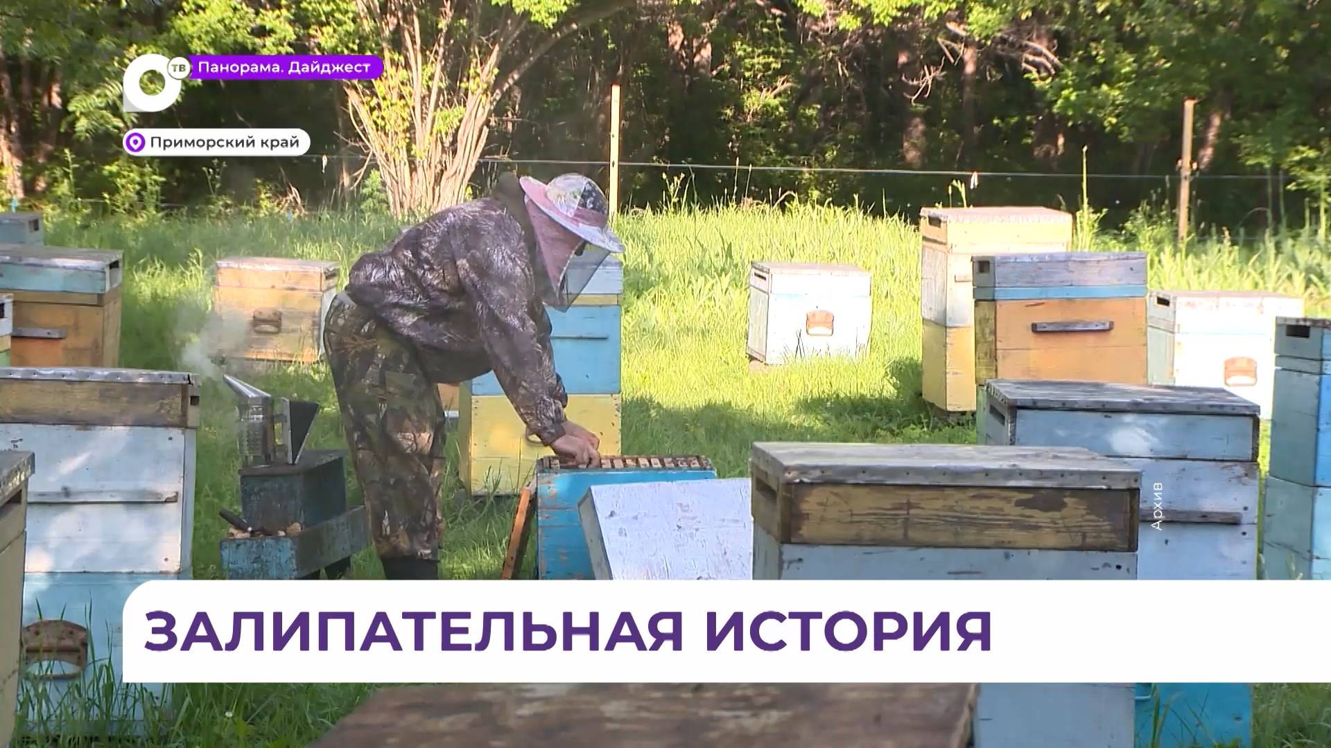 В Приморье началась активная фаза сбора липового мёда