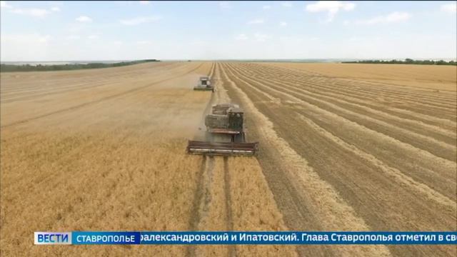 Около 5 миллионов тонн зерна собрали на Ставрополье