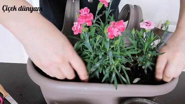 AVİZENDEN SAKSIMI OLURMUŞ DEMEYİN  😲 KARANFİL YILDIZ ÇİÇEĞİ DİKİMİ Planting Potted Flowers From The