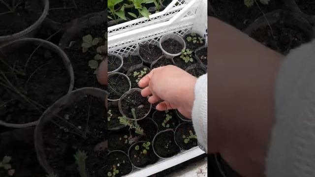 АГЕРАТУМ МАРГАРИТКИ  и т.д.  небольшой обзор наших работ ....