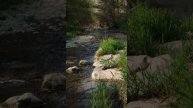 Журчание воды, пение птиц, природа . Асмр. Музыка для сна и релакса