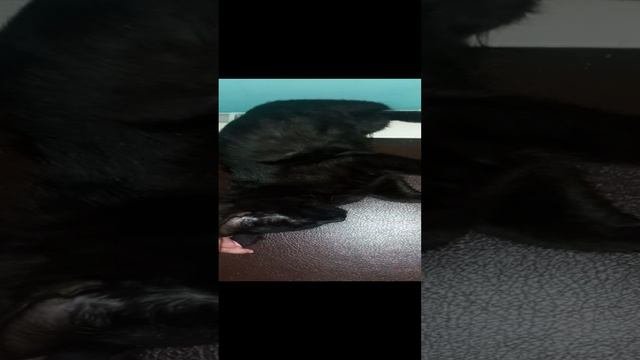 20231121_195616.mp4