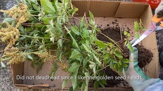 Astilbe Japonica - Transplant  Division - October 5