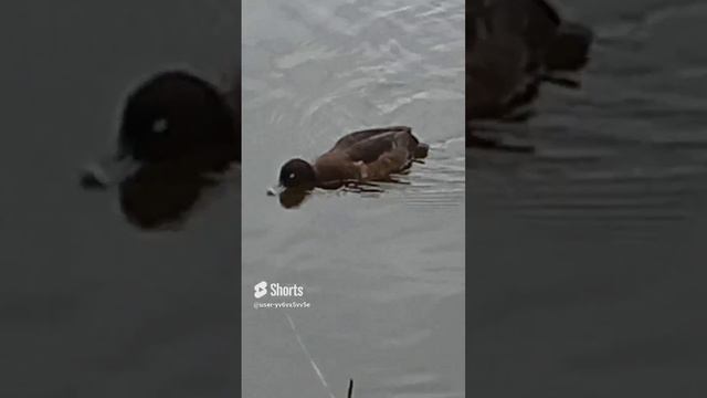 Утки Хохлатая череть на водоëме(Смотрите полное видео на канале)