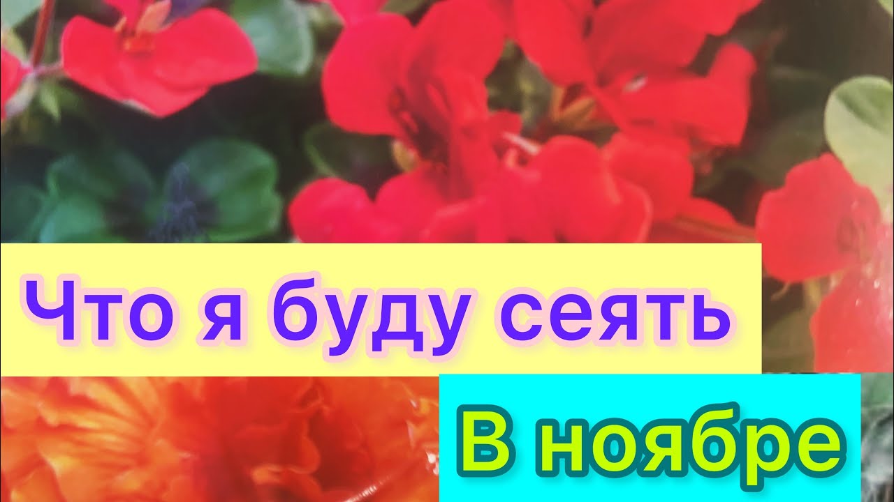 Что я буду сеять в ноябре!