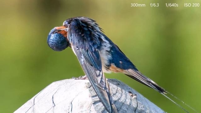 Nikon d5300  Tamron SP 70-300mm f4-5.6 Di VC USD bird photography