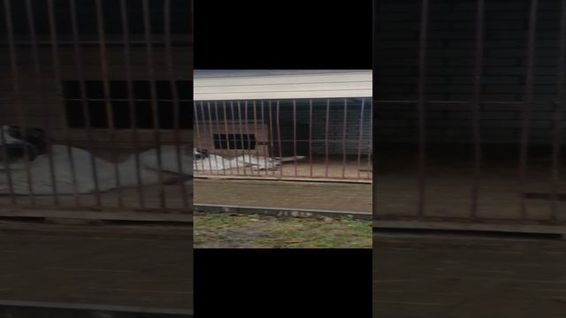 Кобель чистых туркменских кровей, продаётся! Обращаться по тел. 8-910-122-25-11 вайбер ватсап телегр