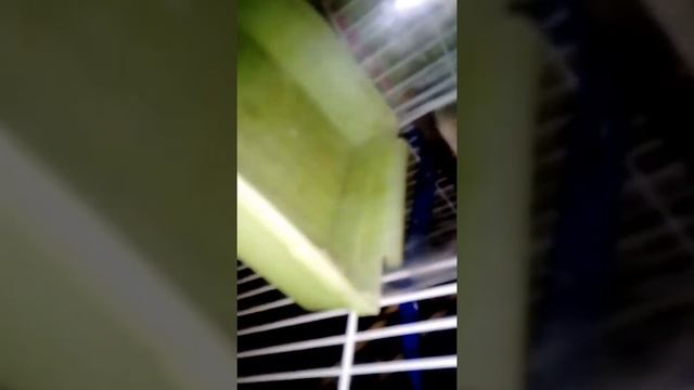 Самодельный карифреш (наполнитель) для хомяка и попугаев