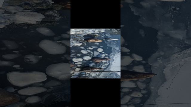 Камчатские Сивучи???