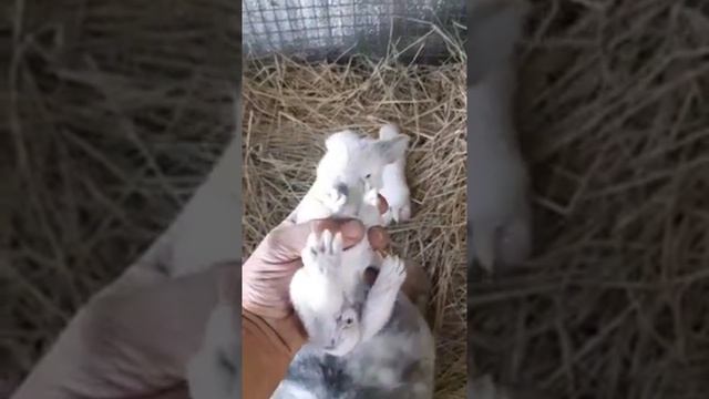 Маленькие крольчата с мамой. 
#кролики #кролиководство #разведениекроликов #животные #кролик #Зайчик
