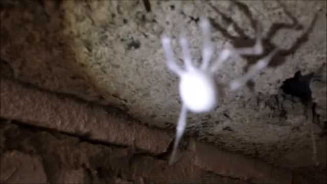 Паук просто спит. | Spider Just Sleeping.