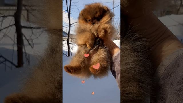 Шпиц померанский девочка готова к переезду в новый дом.
