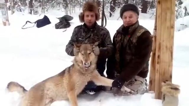 Киров охота охот коллектив "Охотничьи просторы"