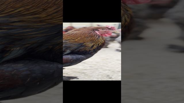 FullSizeRender.mov