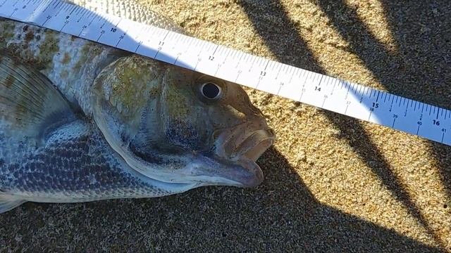 2019 New Years Day SURF FISHING CHALLENGE Losers Eat Fish Eye Balls!