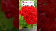 Пеларгония (Pelargonium).💐