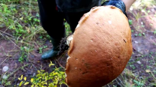 Прогулялись за грибами