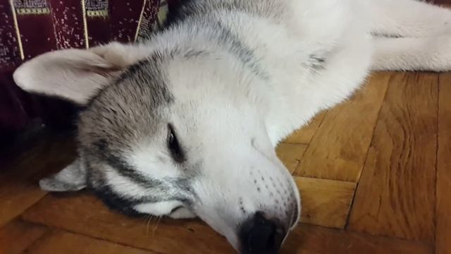 Щенок хаски спит с открытыми глазами