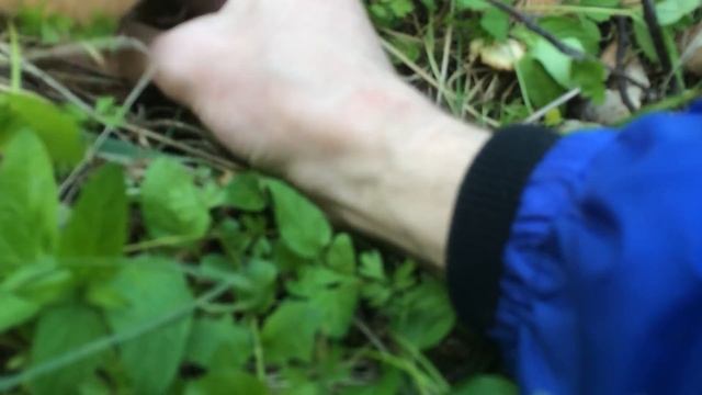 Белые грибы в июне Подмосковье