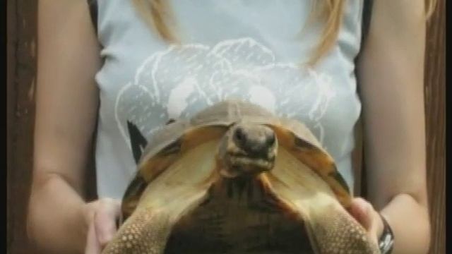 Друзья наши меньшие - черепахи