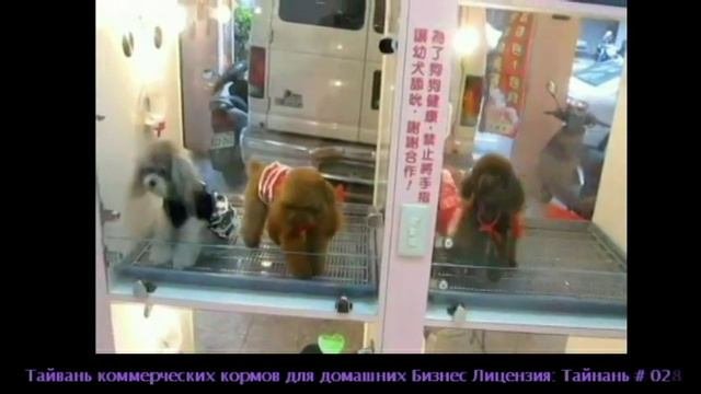 Чашка пудели плюшевые медведи в Youlong