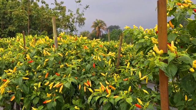 LUAR BIASA ❗️PEMULA SUKSES TANAM CABE KALIBER - ORI 212
