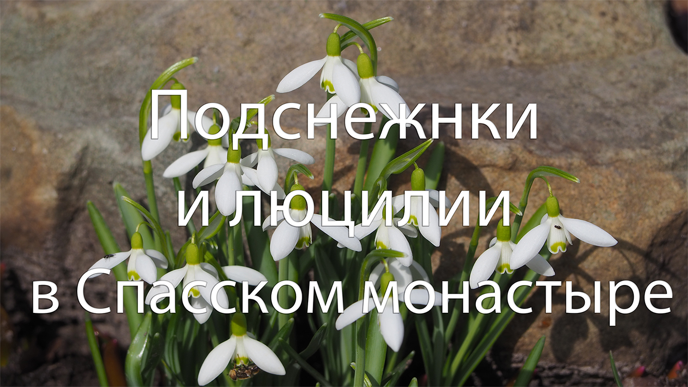 Подснежнки и люцилии в Спасском монастыре, Муром, 2 апреля 2024, Snowdrops and lucilias in the Spass