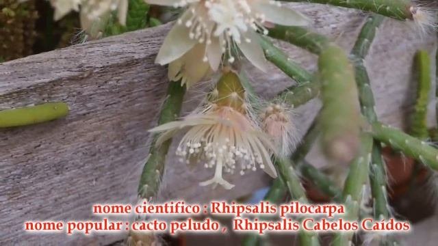 Rhipsalis pilocarpa - cacto peludo umas das espécies mais elegante deste gênero !!