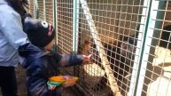 Приехать в приют покормить собак